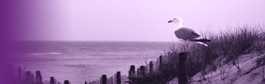 headerfoto duin